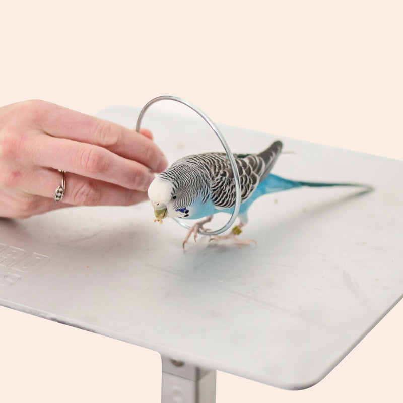 Parrot Training Courses