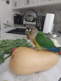 Natural Feeding System (In Print)